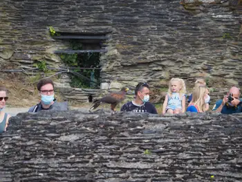 Roofvogelshow in Château de La Roche-en-Ardenne (België)